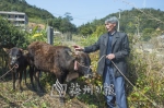 光德镇上漳村贫困户正在看护小牛。（林翔　摄） - Meizhou.Cn