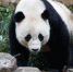 旅美大熊猫“宝宝”启程回国 饲养员不舍流下眼泪 - Meizhou.Cn