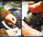 网上集中出现视频，声称紫菜为塑料所制 - News.Ycwb.Com