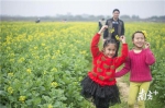 美丽乡村引来了众多游客，图为博罗观音阁的油菜花田。 南方日报记者 王昌辉 摄 - 新浪广东