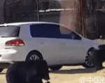 八达岭动物园熊袭事件:目击者称车主有投喂行为 - Meizhou.Cn
