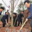 　　图：谭君铁、方利旭等共同义务植树。　（钟小丰 摄） - Meizhou.Cn