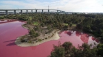 这个湖泊的湖水变成了粉红色。（图片来源：澳大利亚维多利亚州公园管理机构） - News.21cn.Com