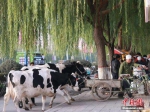 资料图：一农民现场拉两头奶牛现挤现卖牛奶，引市民围观排队购买。 成学磊 摄 - News.21cn.Com