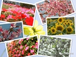 3月4日上午11点，广东新闻频道邀您一起来赏花! - 广东电视网