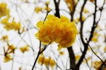 三月，来烈士陵园感受烟雨花海的美丽与浪漫 - 广东大洋网