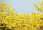 3月的河源是金黄色的，黄花风铃盛开了！ - Southcn.Com