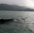 搁浅惠州海域抹香鲸情况不容乐观可能实施安乐死 - 中国新闻社广东分社主办