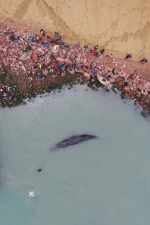 组图：搁浅的抹香鲸确认已死亡！将制作成标本 - Southcn.Com