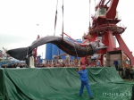误入大亚湾的抹香鲸死亡后起吊运往惠州 - 广东大洋网