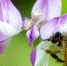 【春意盎然看广东】山间春色迷人眼 紫云英开蜜蜂来 - 广东电视网
