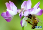 【春意盎然看广东】山间春色迷人眼 紫云英开蜜蜂来 - 广东电视网