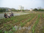 农业部门技术人员下乡察看农作物长势。（梁醒玲 摄） - Meizhou.Cn