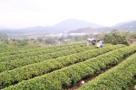 海丰莲花山茶庄500亩茶园采摘“清前茶” - Southcn.Com