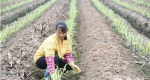 去年试种直板果蔗增产增收 今年南沙东涌推出“试管苗”示范 - 广东大洋网