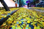 一场春雨之后，遍地“黄金”。昨日下午，一场暴雨突袭广州，打落了一地黄叶。人民中路和诗书路一带黄叶满地，人们走过时，地上“沙沙”作响。广州日报全媒体记者苏俊杰、黎旭阳摄 - 新浪广东