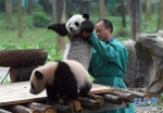 初次见游客 大熊猫宝宝实力演绎“抱大腿” - 广东电视网