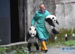 初次见游客 大熊猫宝宝实力演绎“抱大腿” - 广东电视网