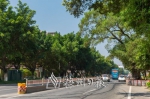 梅城广梅路道路提升时为一棵古榕“让步”。 - Meizhou.Cn