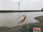 上午8时许，殒命鲸鱼已被拖上岸 郭容 摄 - News.Timedg.Com