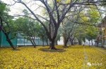 一夜春雨遍地金黄，最美华师惊艳了广州城！ - 华南师范大学