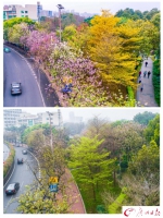 春雨过后花落尽 嫩叶抽芽满眼新绿 - 广东电视网