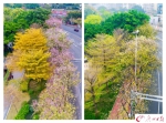 春雨过后花落尽 嫩叶抽芽满眼新绿 - 广东电视网