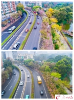 春雨过后花落尽 嫩叶抽芽满眼新绿 - 广东电视网