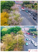 春雨过后花落尽 嫩叶抽芽满眼新绿 - 广东电视网