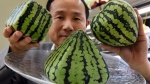 27000美元买俩甜瓜 日本“奢侈水果”文化揭秘 - 广东电视网