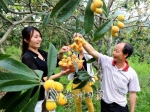特色农产品吸引众多市民争相采摘。（高讯　摄） - Meizhou.Cn