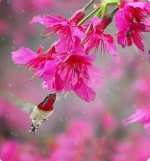 春风十里，迎着晨光去宝墨园赏樱~还有多种花卉美不胜收！ - 广东大洋网