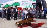 伊朗国家队赛前宰杀牲畜 特殊仪式祈求好运(图) - Southcn.Com