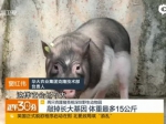 两只克隆猪亮相深圳野生动物园：敲掉长大基因  体重最多15公斤 - 新浪广东