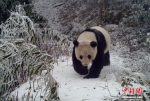 红外相机在四川马边拍到野生大熊猫 - News.Ycwb.Com