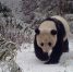 红外相机在四川马边拍到野生大熊猫 用尿液标记领地 - News.Ycwb.Com