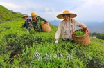 清凉山上，采茶人正在采明前茶。（高讯　摄） - Meizhou.Cn