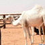 4月4日，小主人抚摸自家骆驼。新华网记者王波摄　　一年一度的沙特阿拉伯阿卜杜勒阿齐兹国王骆驼选美大赛从3月19日至4月15日在距沙特首都利雅得以东200公里处的沙漠小镇鲁马赫举行。来自沙特、科威特、阿联酋和卡塔尔的超过2万头骆驼角逐270个大奖，总奖金高达3000万美元。　　比赛首先按骆驼颜色分为白色、深黄、浅黄、褐色和黑色5个大项。每个大项里又按100头、50头、30头集体和个体以及年龄段进行分组角逐。　　本次大赛各个组别“最美骆驼”的评选标准包括１２条，其中有头大、嘴唇厚、脖子长、胸脯宽、蹄子方、尾巴粗、大腿壮、驼峰高且靠后等。获奖的骆驼主人不仅可以获得丰厚奖金，他的骆驼还能拍出超过一百万美元的高价。　　在选美比赛期间，主办方还举办丰富多彩的骆驼文化节活动。此举一方面是为丰富沙特民众的文化娱乐生活，同时也是为激发年轻一代对传统民族文化的热爱和传承。 - News.Ycwb.Com