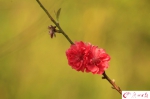 图说广州：1年赏花2千种 3万木棉4季芳 - 广东电视网