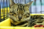 萌宠戏春！珍稀豹猫夺人眼球 - News.Ycwb.Com