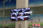 辽宁传媒学院食堂内的屏幕直播后厨状况。受访者供图 - 新浪广东