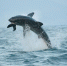 大白鲨也会“飞” 跃出海面1.5米捕食海豹 - News.Ycwb.Com