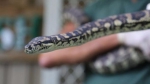 澳大利亚蟒蛇染上毒瘾 进监狱戒毒 - 广东电视网