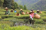 清凉山上，茶农在采摘春茶。（高讯 摄） - Meizhou.Cn
