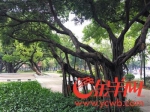 广州多路段榕树被砍市民惋惜 市园林局：未打算全城更换榕树 - 广东大洋网