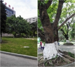 关于广东科技学院南门行政楼前五棵榕树的拍卖公告 - 广东科技学院