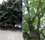 关于广东科技学院南门行政楼前五棵榕树的拍卖公告 - 广东科技学院