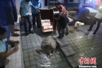 徐闻县渔政大队查获疑似被非法运输的10只绿海龟 徐闻珊瑚礁管理区保护局供图 - 新浪广东