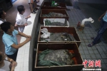 徐闻县渔政大队查获疑似被非法运输的10只绿海龟 徐闻珊瑚礁管理区保护局供图 - 新浪广东