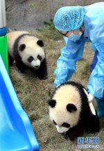 大熊猫龙凤胎宝宝有了新名字 - 广东电视网